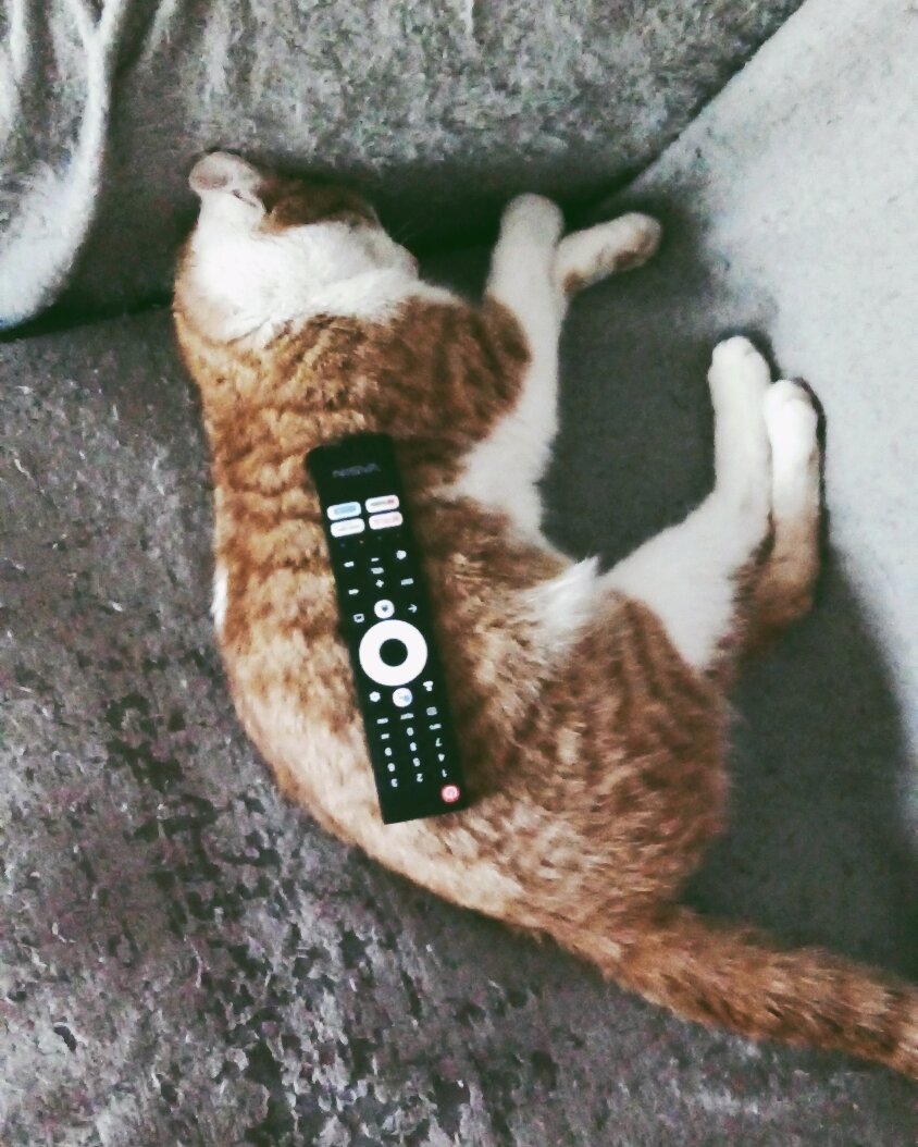 Мне бы хоть капельку пофигизма моего кота