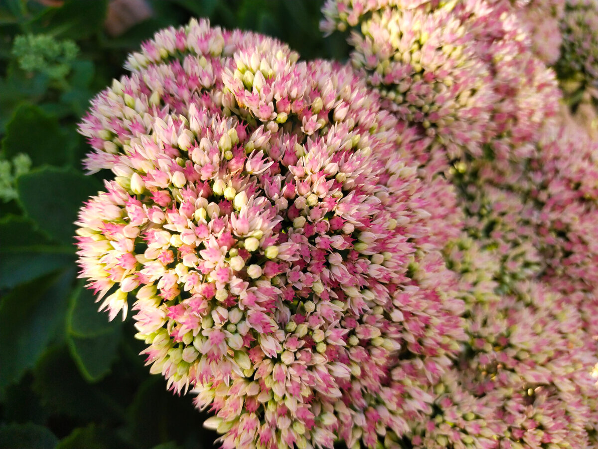 Фото сделано вчера. Зовут его Очиток.