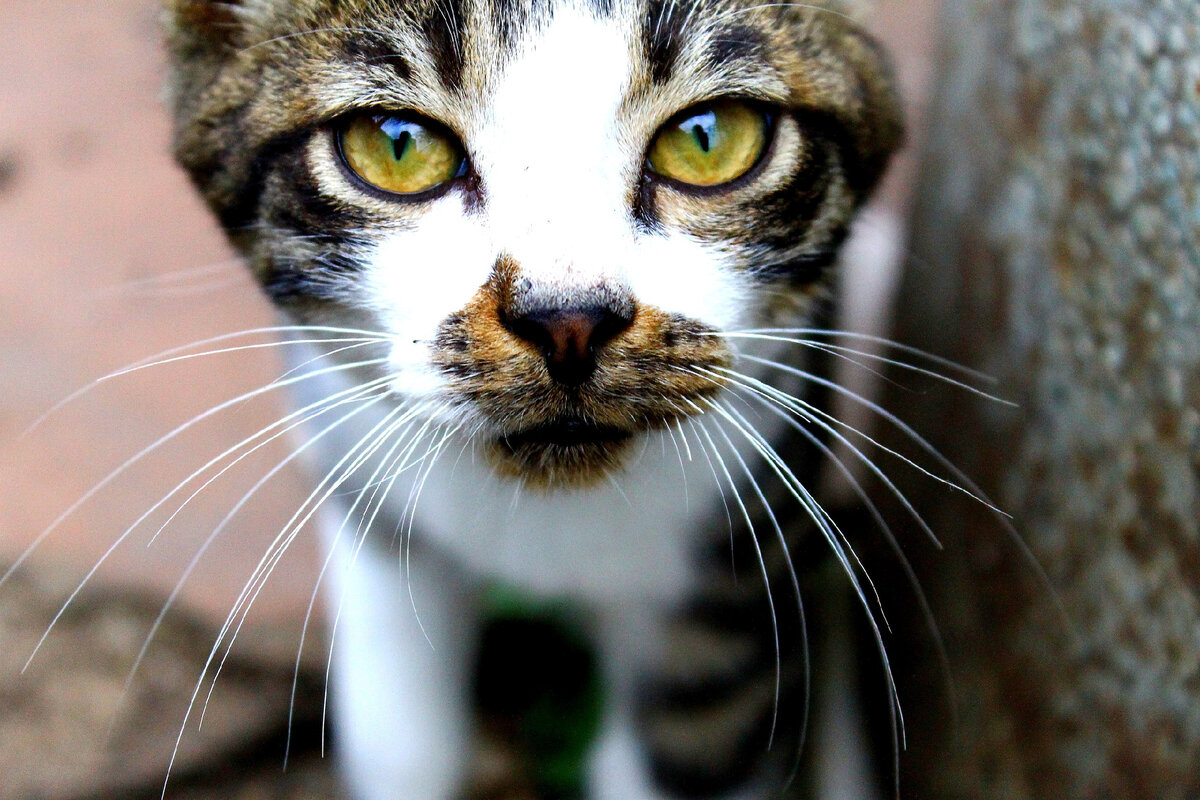 Носик (фото взято из альбома личной страницы в ВК)