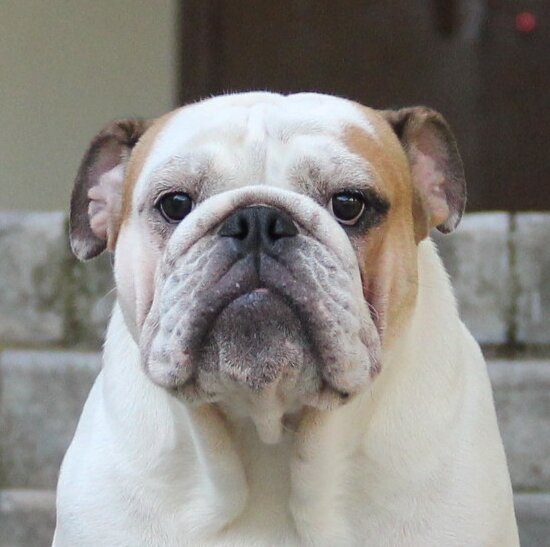 Barrichello Bull Esquire