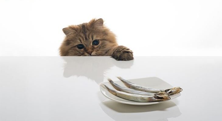 Почему кастрированного кота нельзя кормить рыбой?