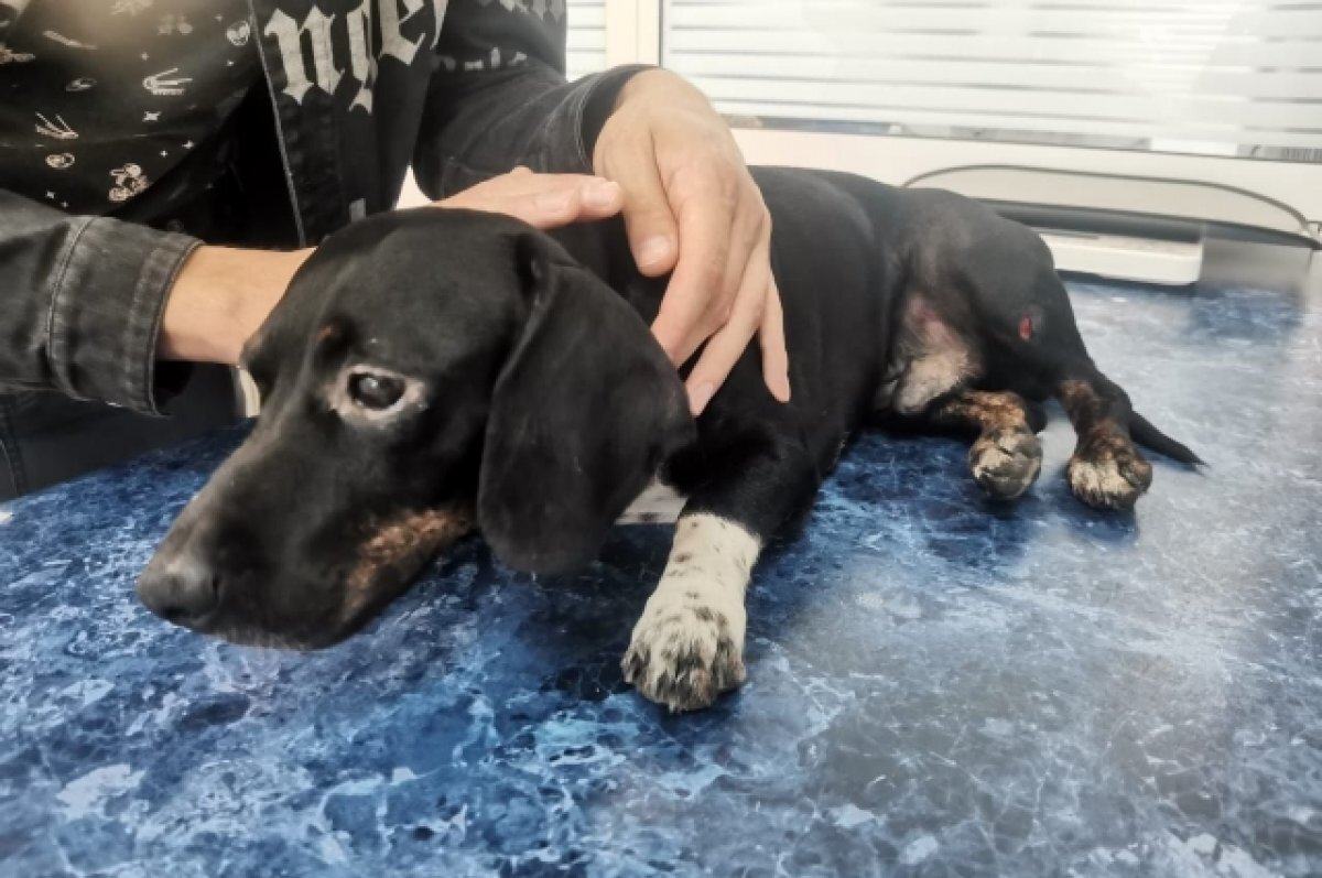    В Новосибирске ищут новый дом таксе, попавшей под машину