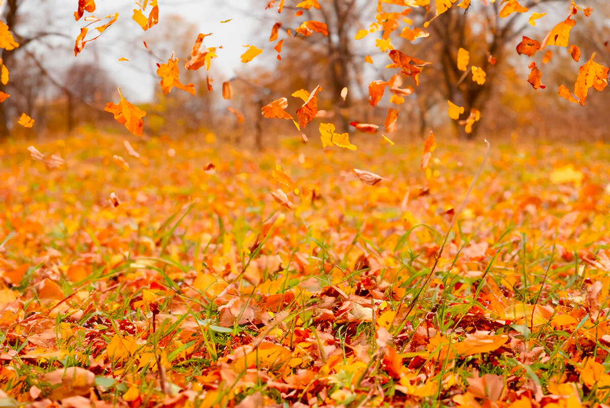 Осенние фотографии привлекают внимание зрителя своей насыщенной и живой цветовой гаммой.