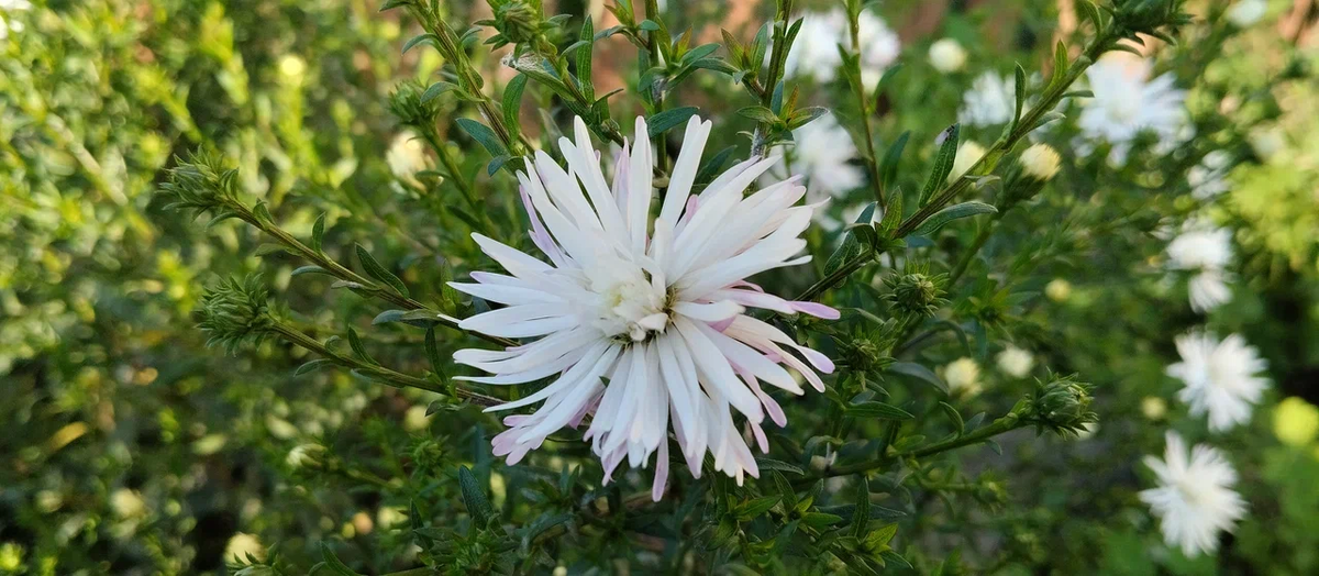Осенние цветы, такие красивые