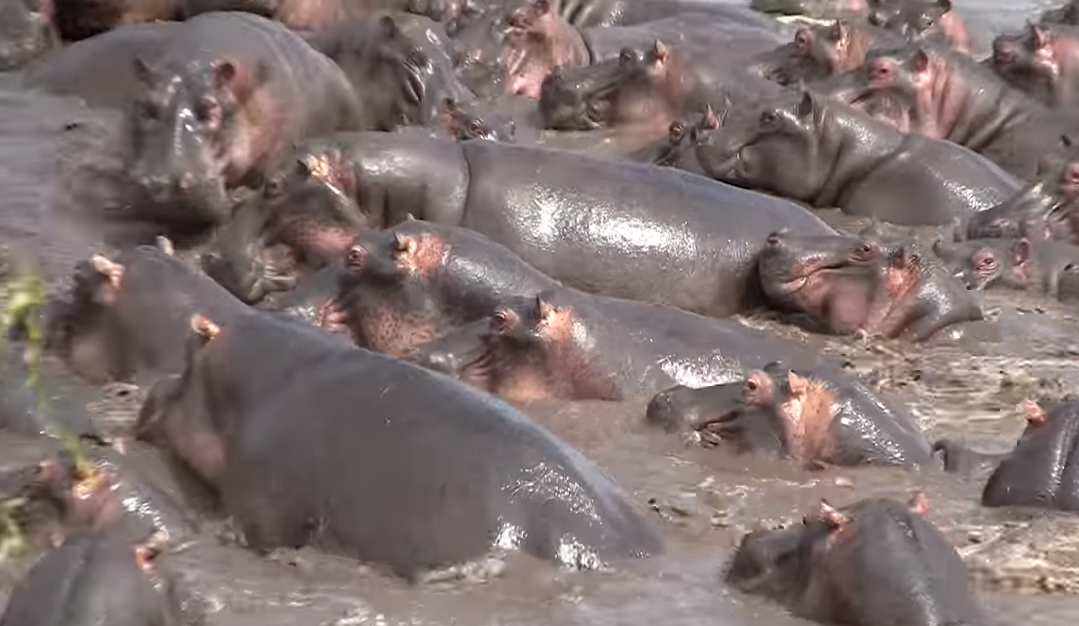 Бегемоты - это не бегемотики милые, а опасные создания!