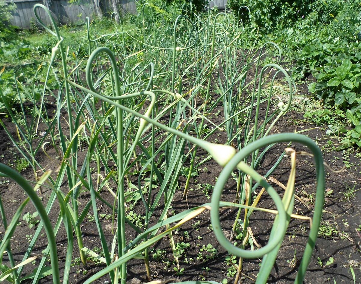 Стрелки чеснока с головками