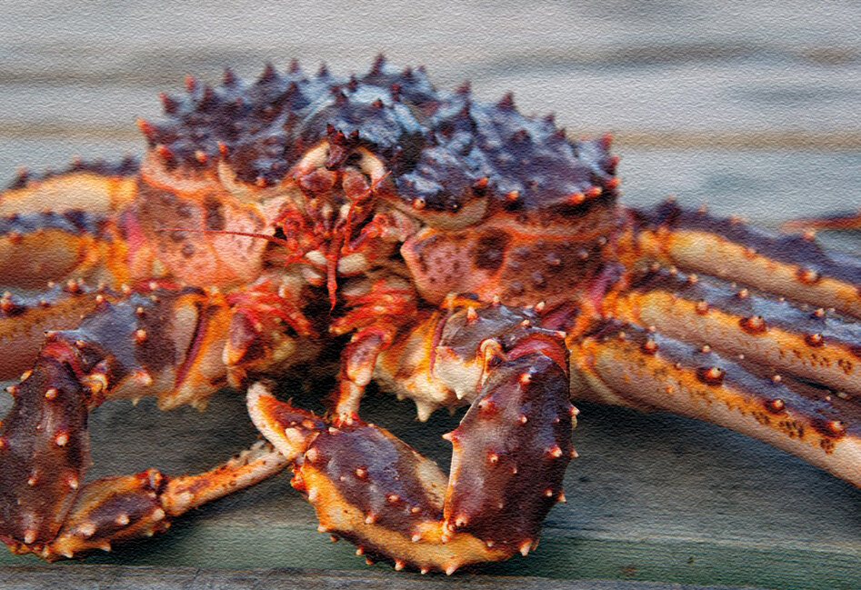 Камчатский краб дальневосточный отличают сплющенные, т.е. овальные фаланги "ноги"