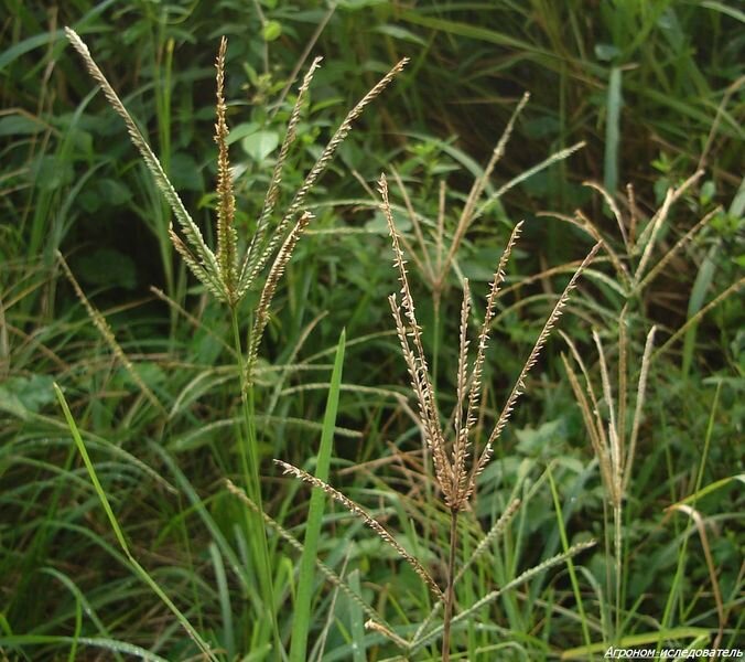 Eleusine indica (L.)