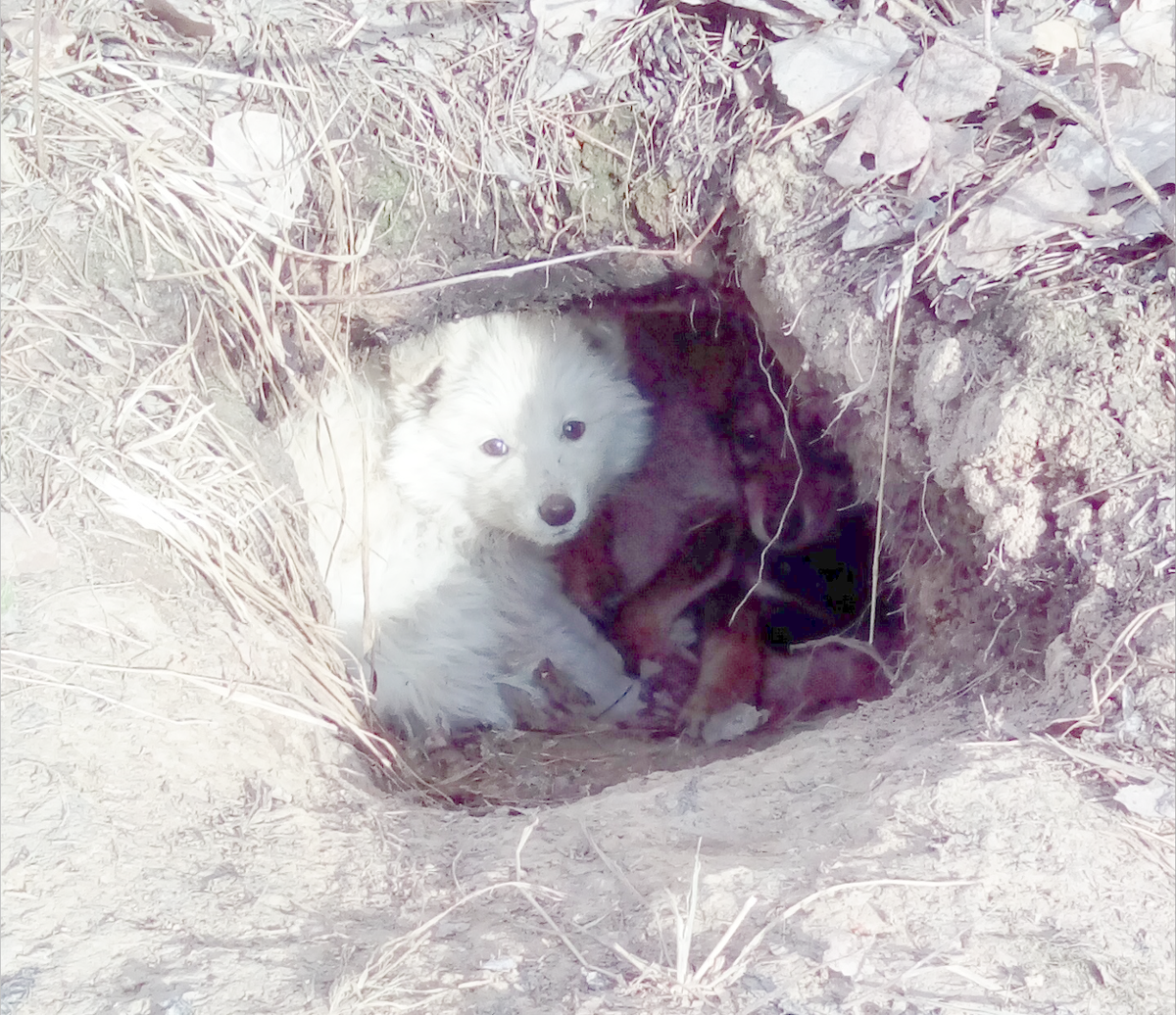 щенки в норе