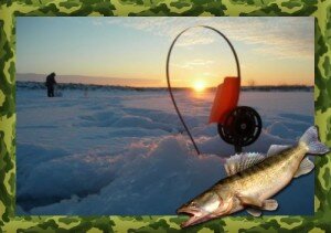 Первый лед считается лучшим временем для охоты на судака, стоит лишь учитывать его крепость и не идти на рыбалку, если вода еще не достаточно замерзла. Ловля судака на жерлицы во время первого ледостава может радовать рыболовов отличным клевом на протяжении нескольких недель. Когда лед еще не стал, а вода уже достаточно остыла, то особой активности от судака ожидать не стоит.