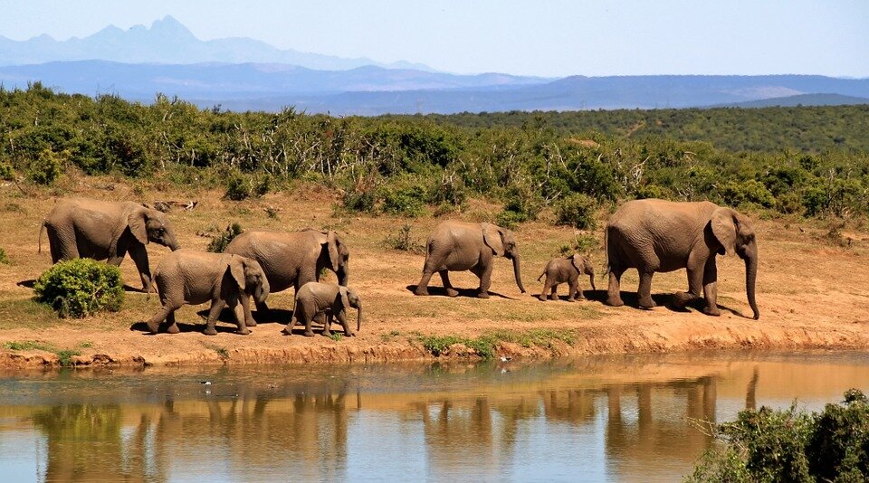 https://pixabay.com/photos/elephant-herd-of-elephants-279505/