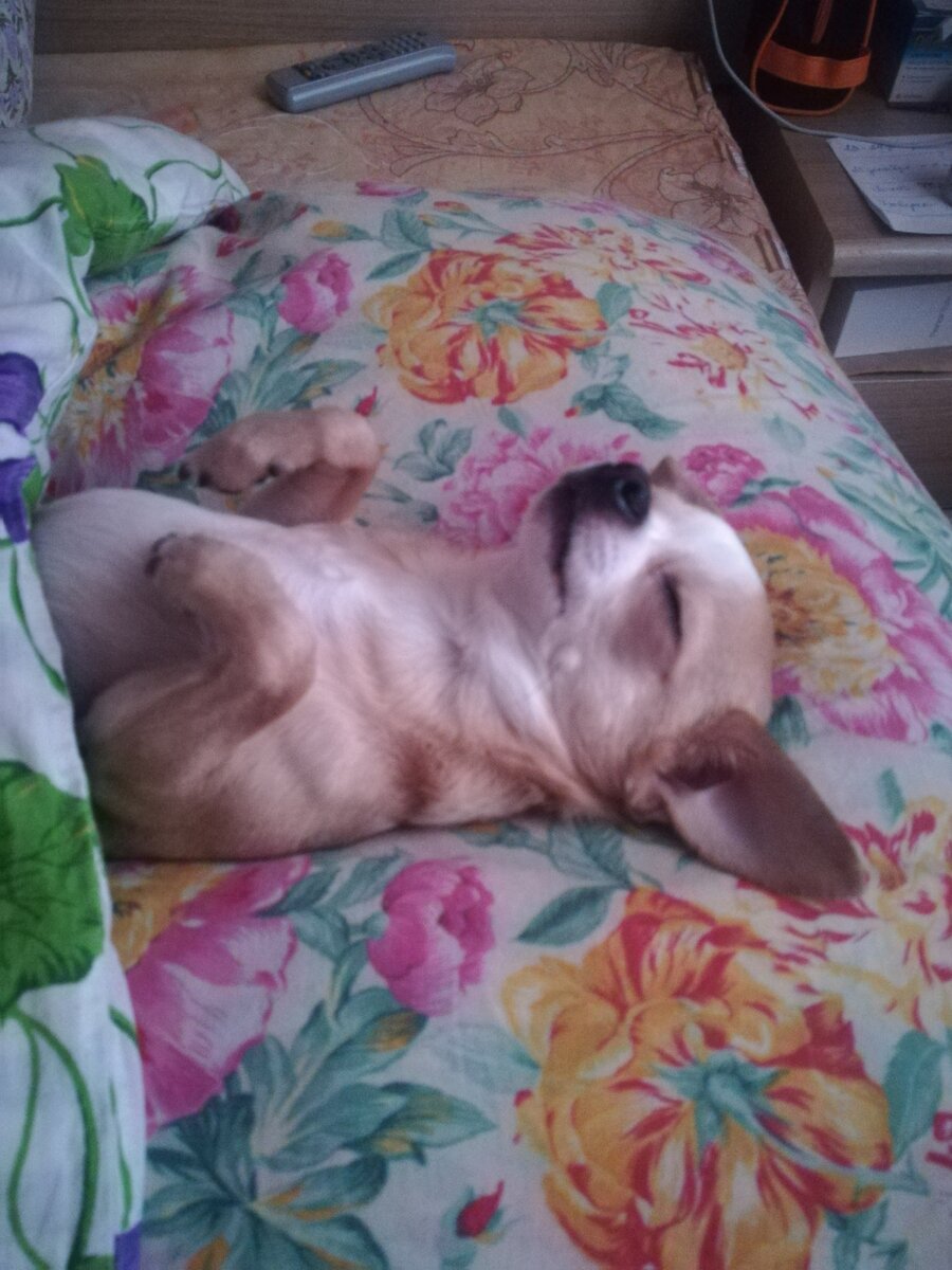 Это ваши собаки, фото собрала с комментариев. все-таки здорово, что можно теперь и ваших собак увидеть)