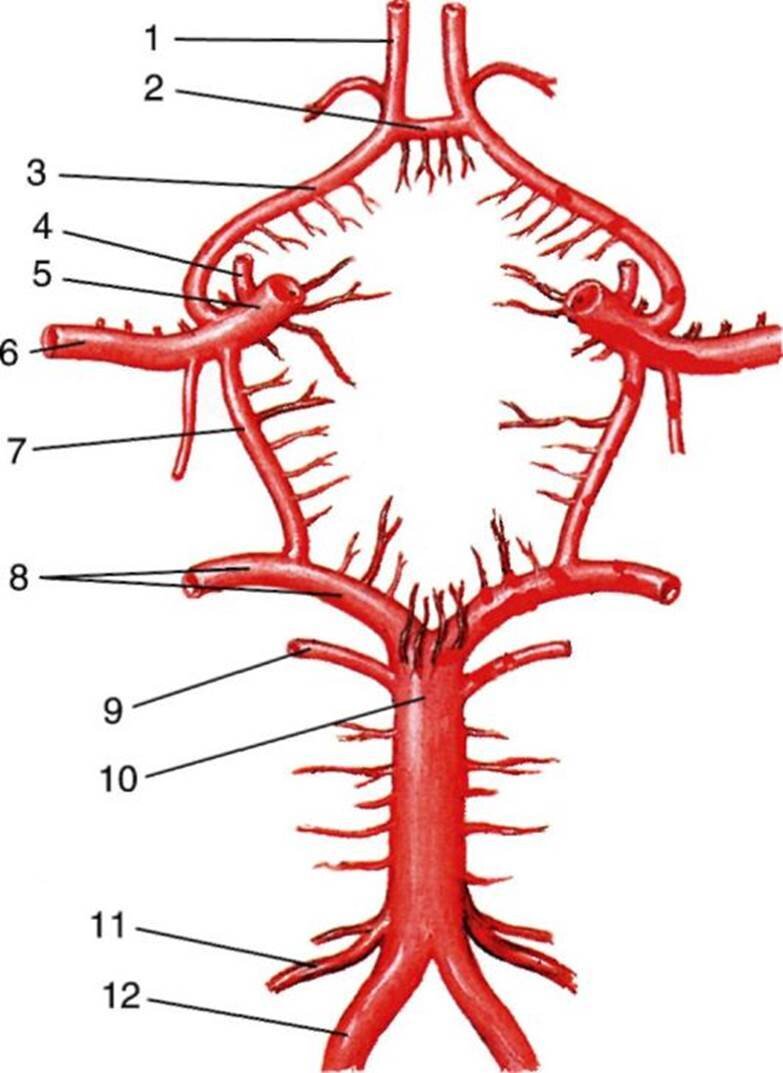 Артериальный круг. Артериальный Виллизиев круг большого мозга. Виллизиев круг анатомия. Анатомия сосуды Виллизиев круг. Сосуды головного мозга Виллизиев круг.