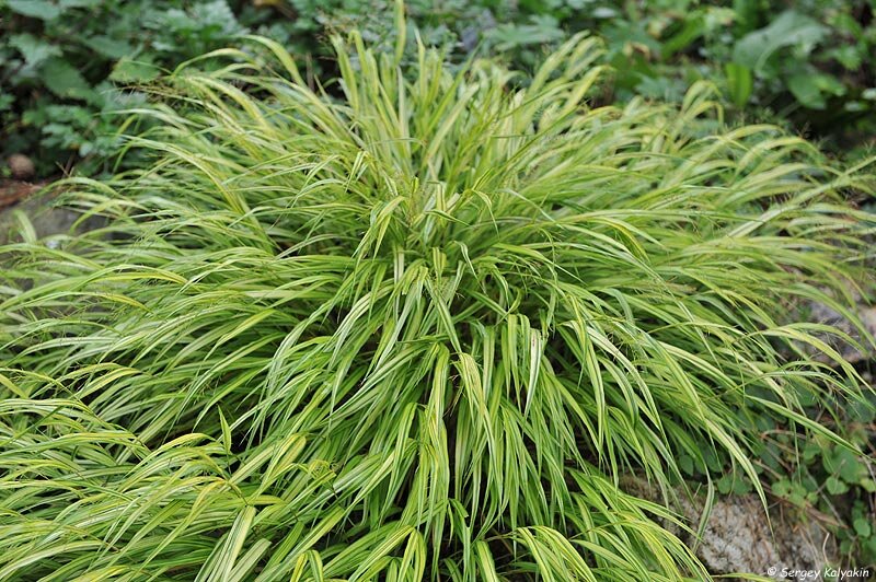 Хаконехлоа большая ‘Aureola’ 