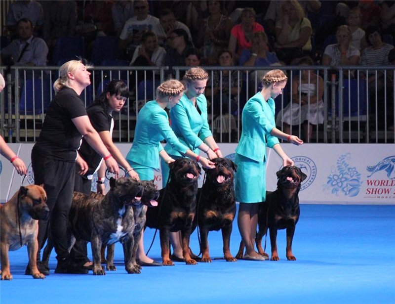 Конкурс питомников на WDS-15. Впрочем, в конкурсе принимают участие как питомники, так и приставки, разницы между ними в данном случае нет