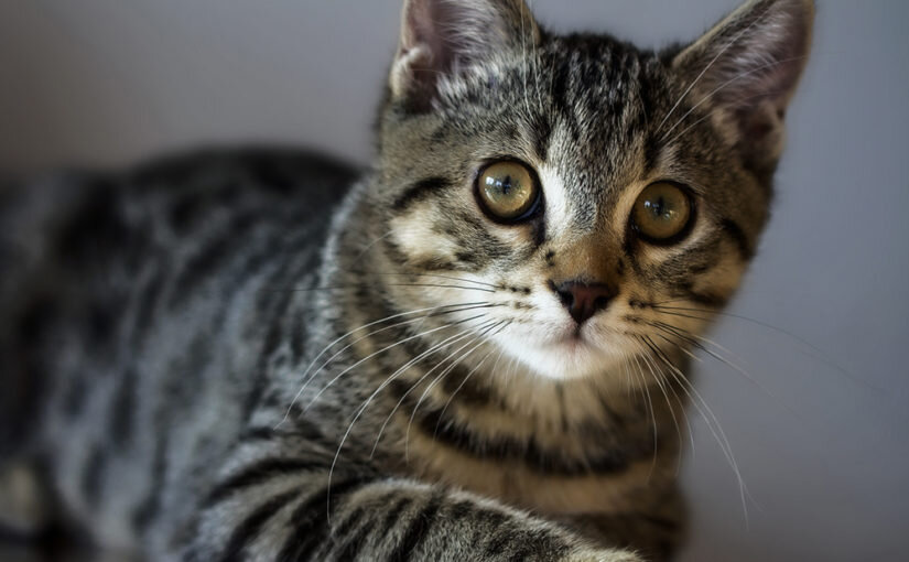 фото взято с сайта app-server.qapper.ru