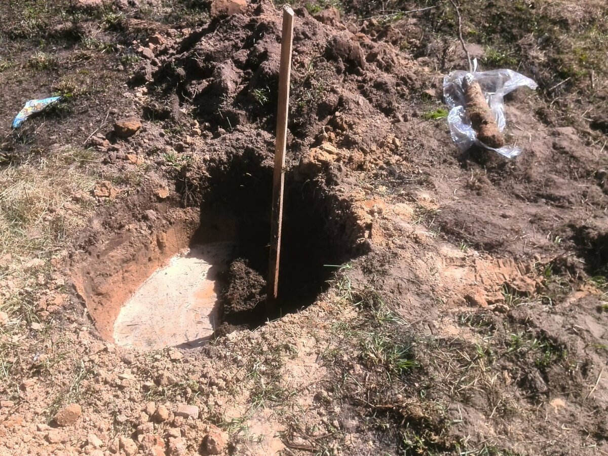 Что положить в лунку при посадке яблони осенью на даче | Виктория  Радзевская - Дачные секреты | Дзен