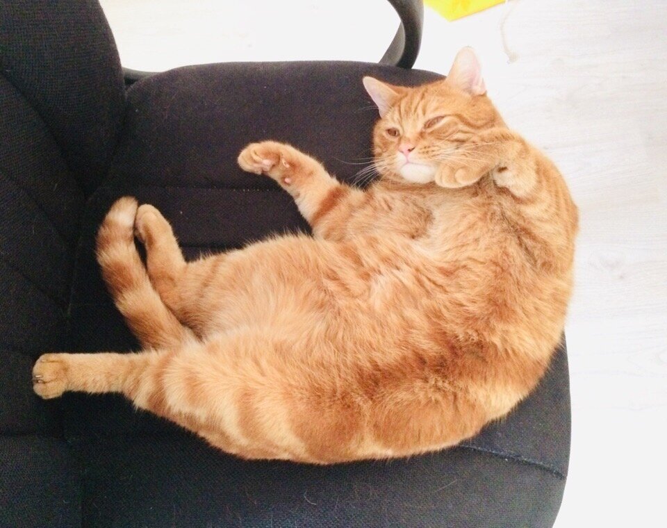 Наш семикилограммовый любимец) 