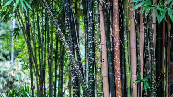 https://cdn.pixabay.com/photo/2013/07/01/08/21/bamboo-142635__340.jpg