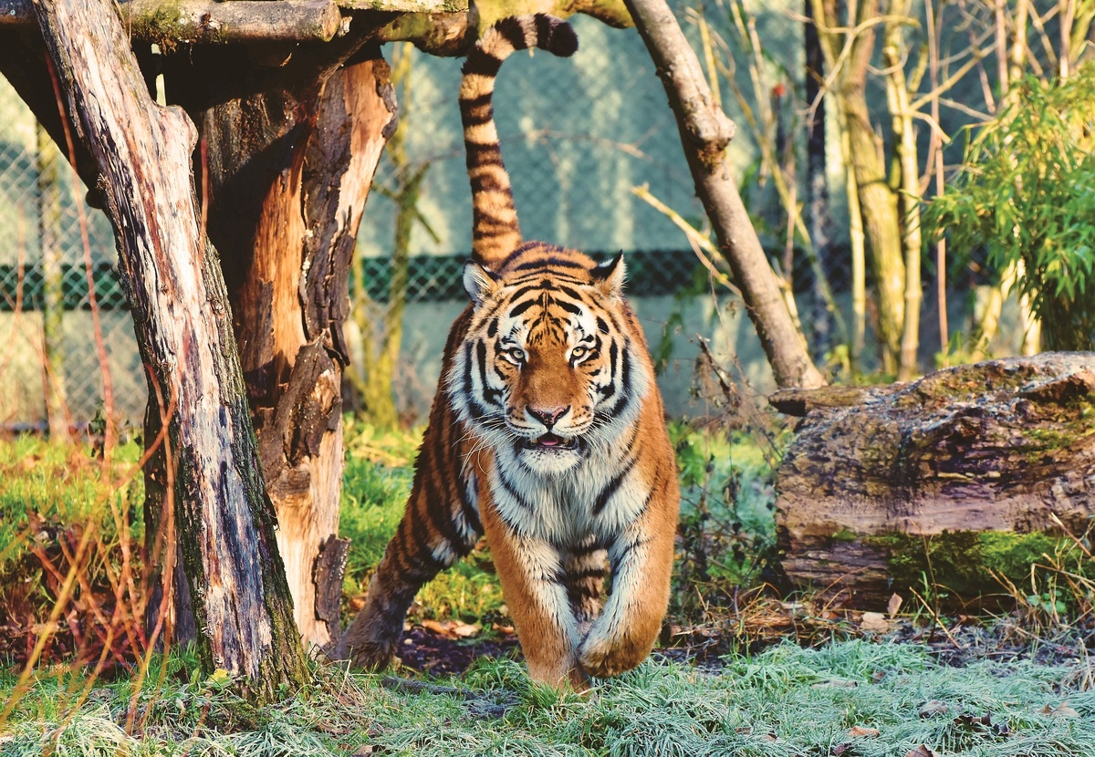 https://pixabay.com/ru/photos/%D1%82%D0%B8%D0%B3%D1%80-%D1%81%D0%B8%D0%B1%D0%B8%D1%80%D1%81%D0%BA%D0%B8%D0%B9-%D1%82%D0%B8%D0%B3%D1%80-%D0%B1%D0%BE%D0%BB%D1%8C%D1%88%D0%BE%D0%B9-%D0%BA%D0%BE%D1%82-4114501/
