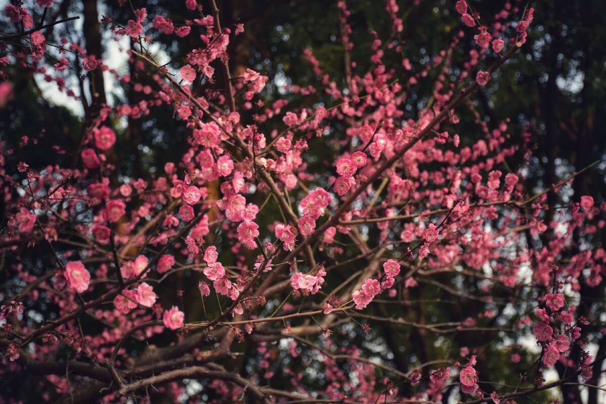 Весеннее цветение в Century Park (世纪公园)