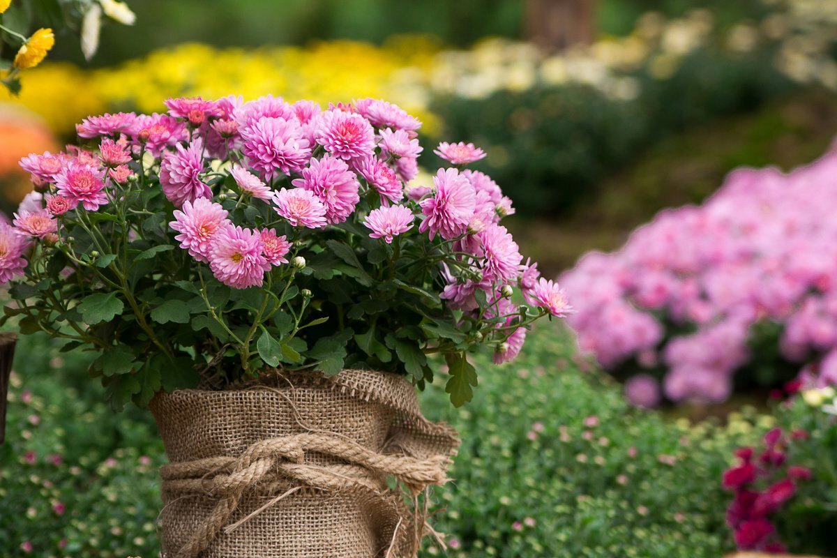 Хризантемы в горшке
