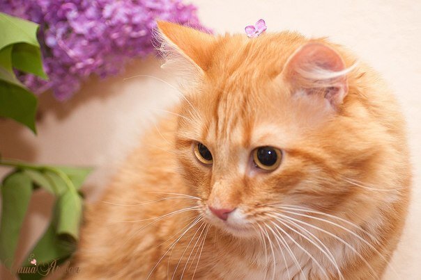 взято с просторов интернета