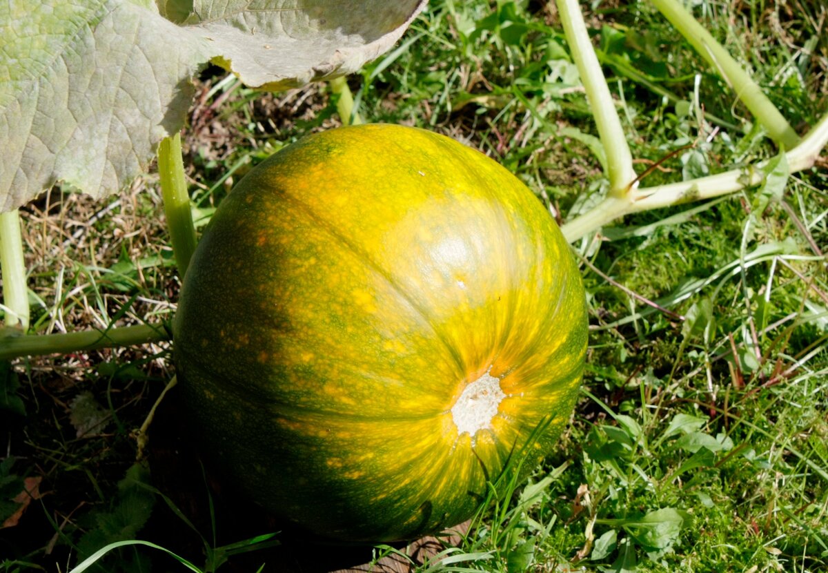 Наша тыква на грядке, еще зеленая