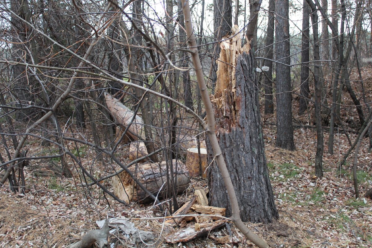Пробный распил.