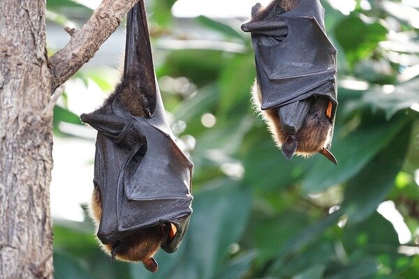 Летучие мыши. https://pixabay.com/photos/flying-foxes-bat-tropical-bat-2237209/