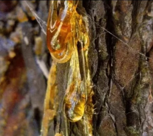 Живица (нар.)