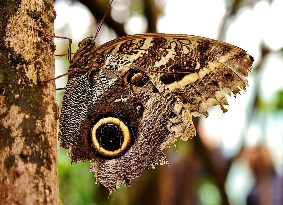 Самые необычные бабочки в мире. Часть 2 | Интересные научные факты и  предположения | Дзен