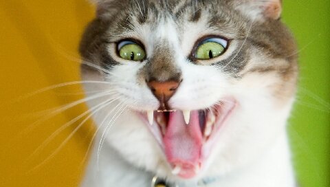 В тот момент, я выглядел, как этот кот. Точь в точь