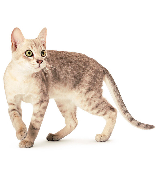 https://www.royal-canin.ru/upload/resize_cache/iblock/b9c/990_720_EXTRA/2_australian_mist_12872_24_hd_color_1480.jpg