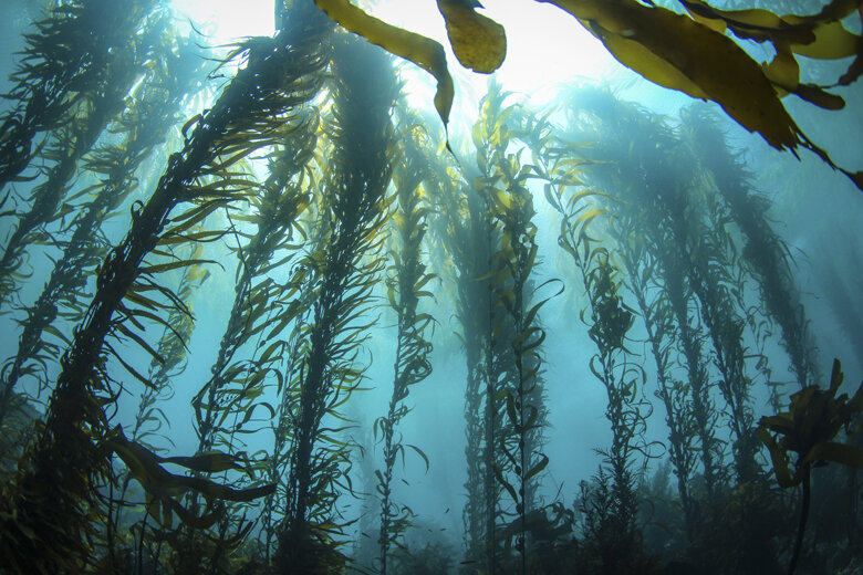 Морские водоросли. Источник: Яндекс.Картинки. 