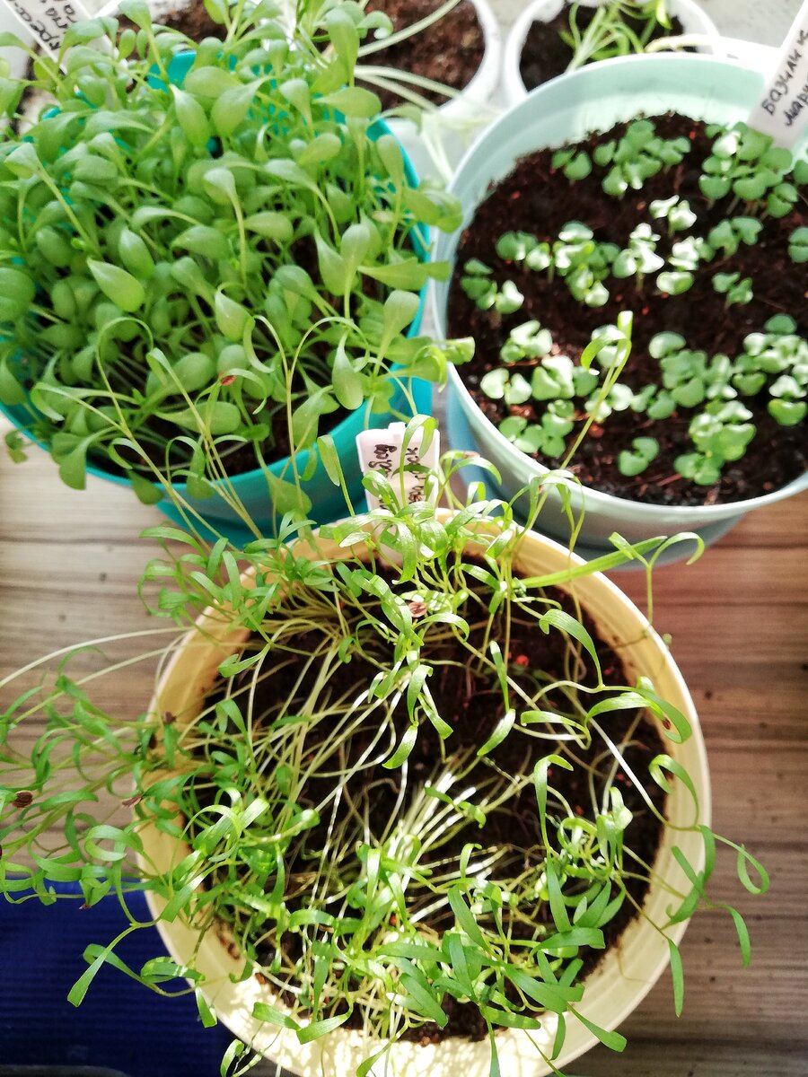 Кресс-салат, базилик, Укроп. 