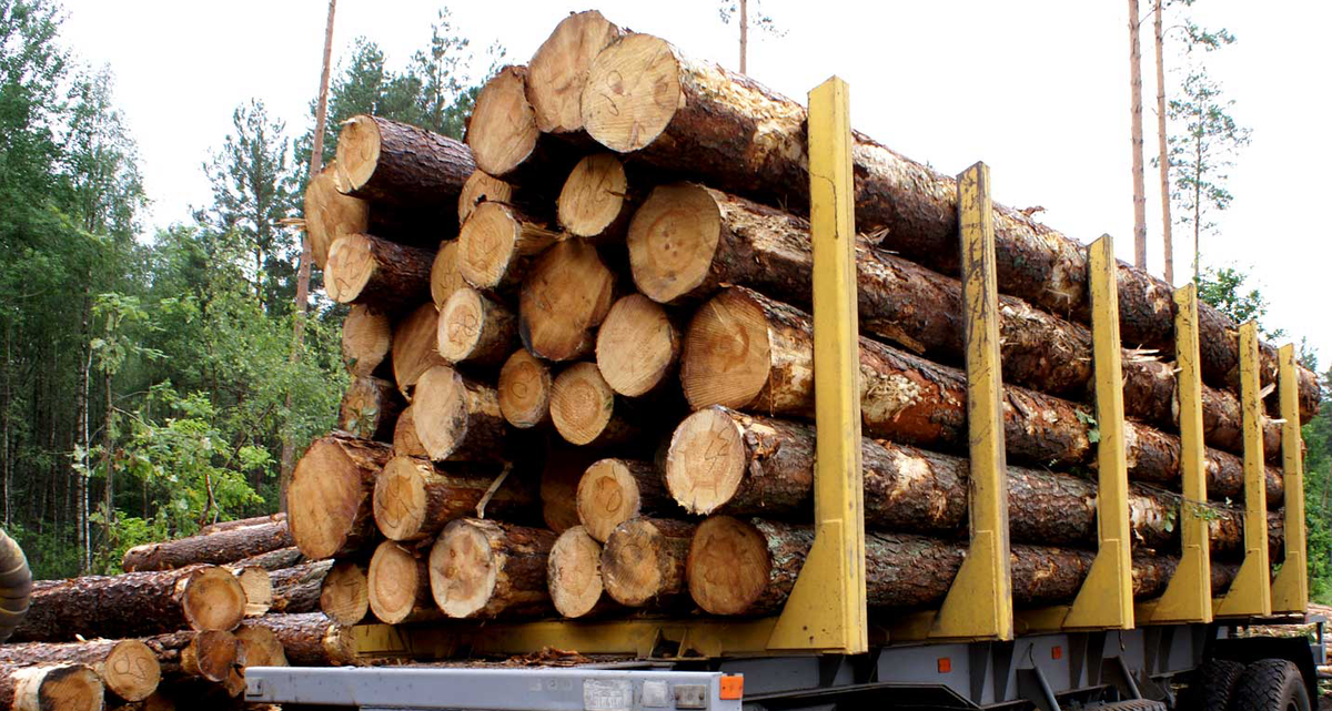 Партия контрабанды леса остановлена в Сибири...