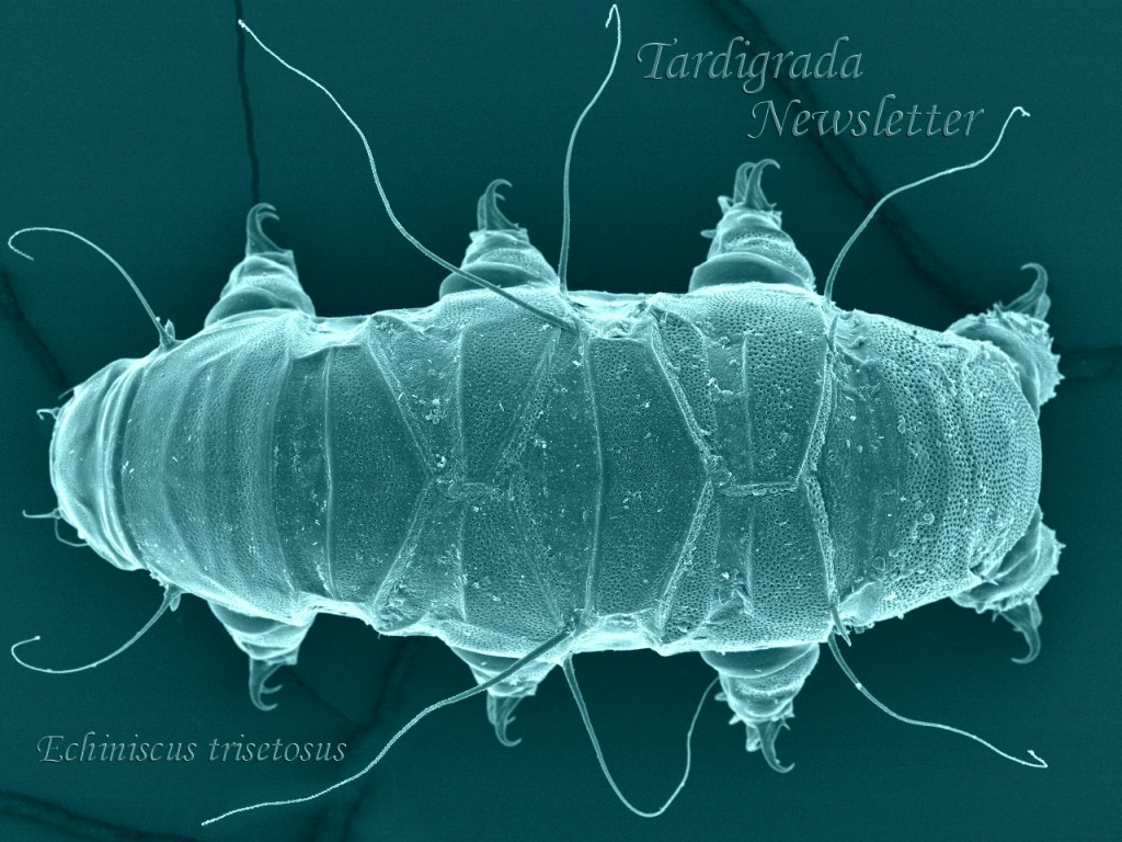 Тихоходка(Tardigrada). 