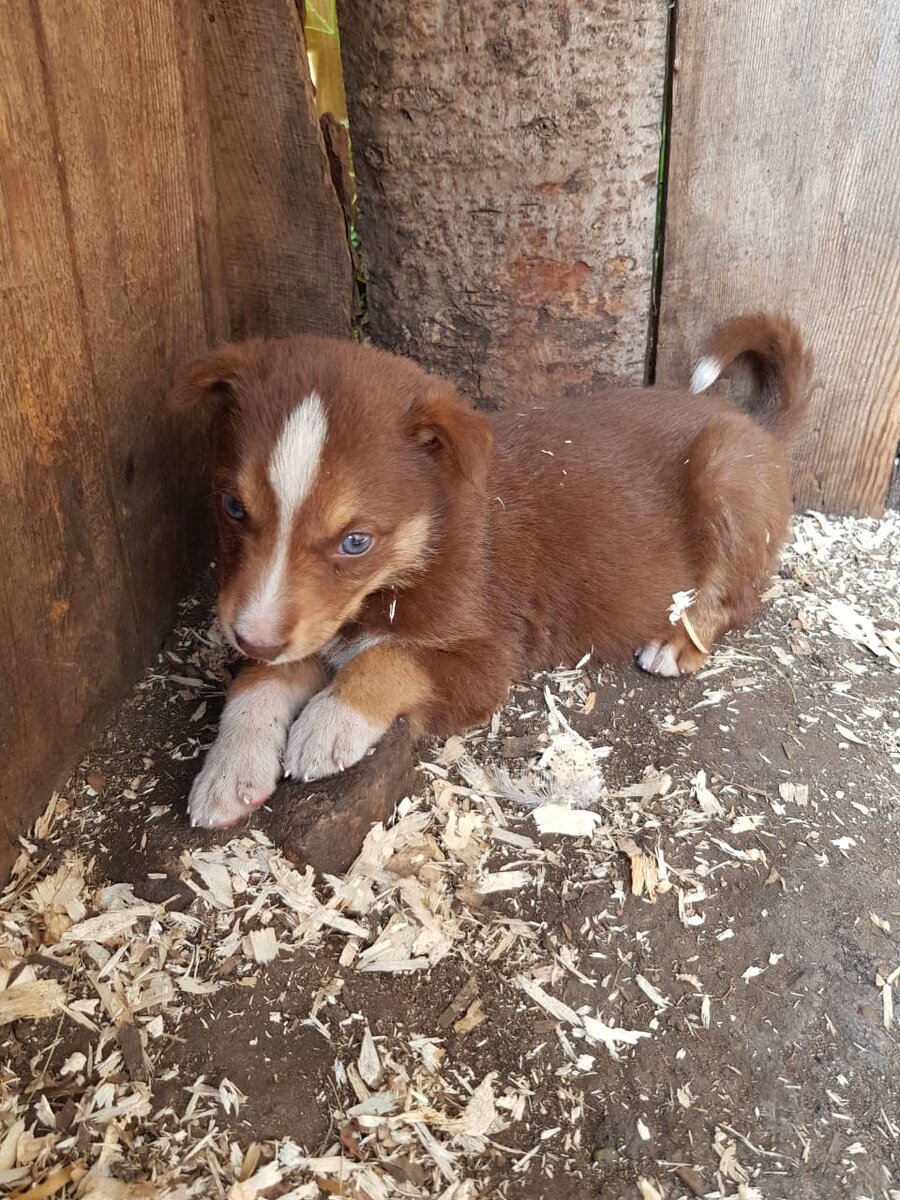 Зойку забрали в приют.