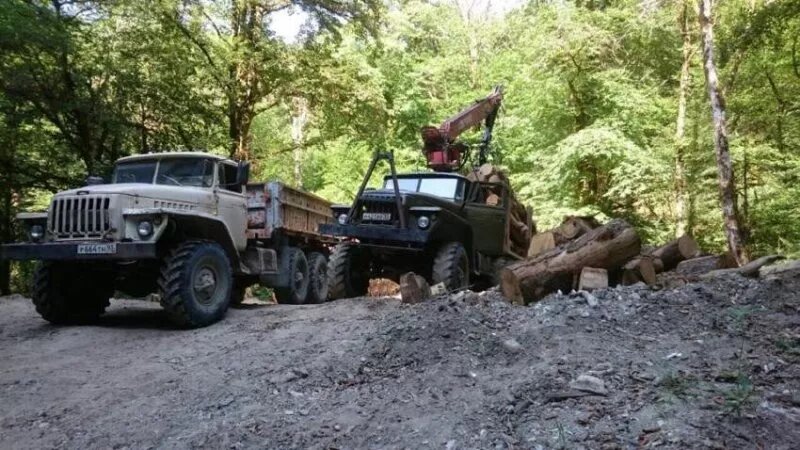  В 2017 году в Общественное Гражданское Движение "За Сочи!" обратились жители пос. Якорная Щель в связи с началом массовой вырубки леса. Рубили в промышленном масштабе, просеками и специальной техникой. Мы побежали в природоохранную прокуратуру - несколько месяцев прокуратура проводила проверку, нашла несколько незаконно вырубленных дерева. На наш вопрос, а что - слона вы не видите??!!! Вырубают лес в массовом порядке?? На что нам был дан ответ: Так это делают в ЗАКОННОМ порядке по результату проведённых Министерством природных ресурсов Краснодарского края тендеров.. Мы обалдели.
Об этом рассказано в публикациях
