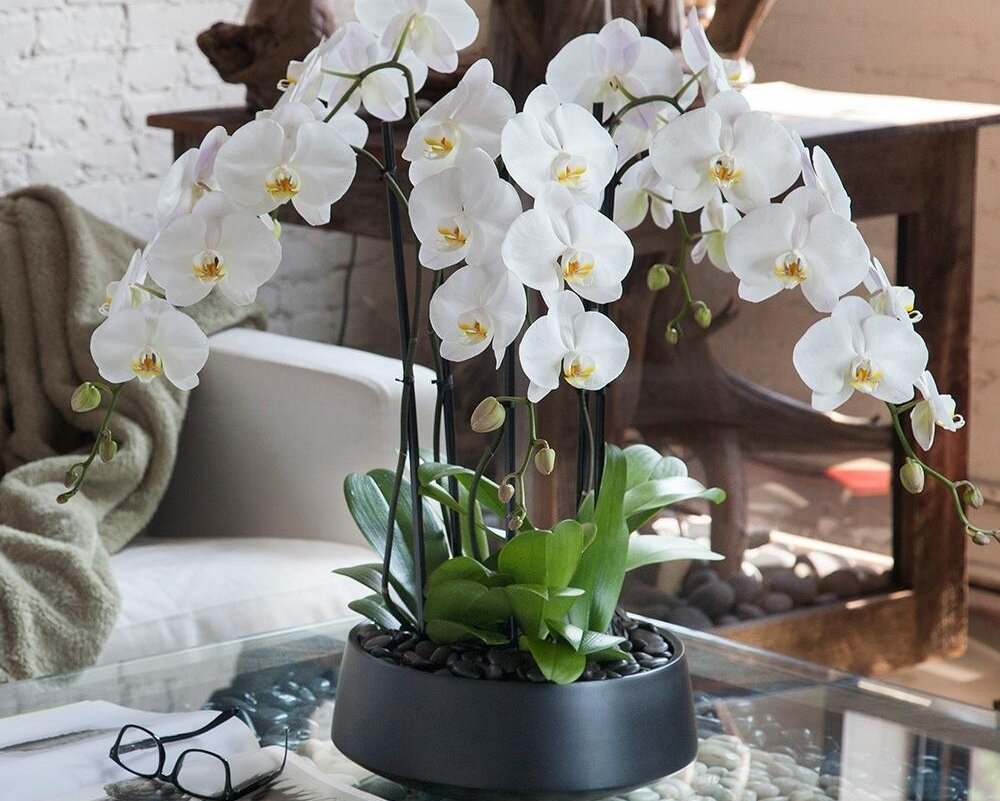 Белая орхидея фото в горшке дома