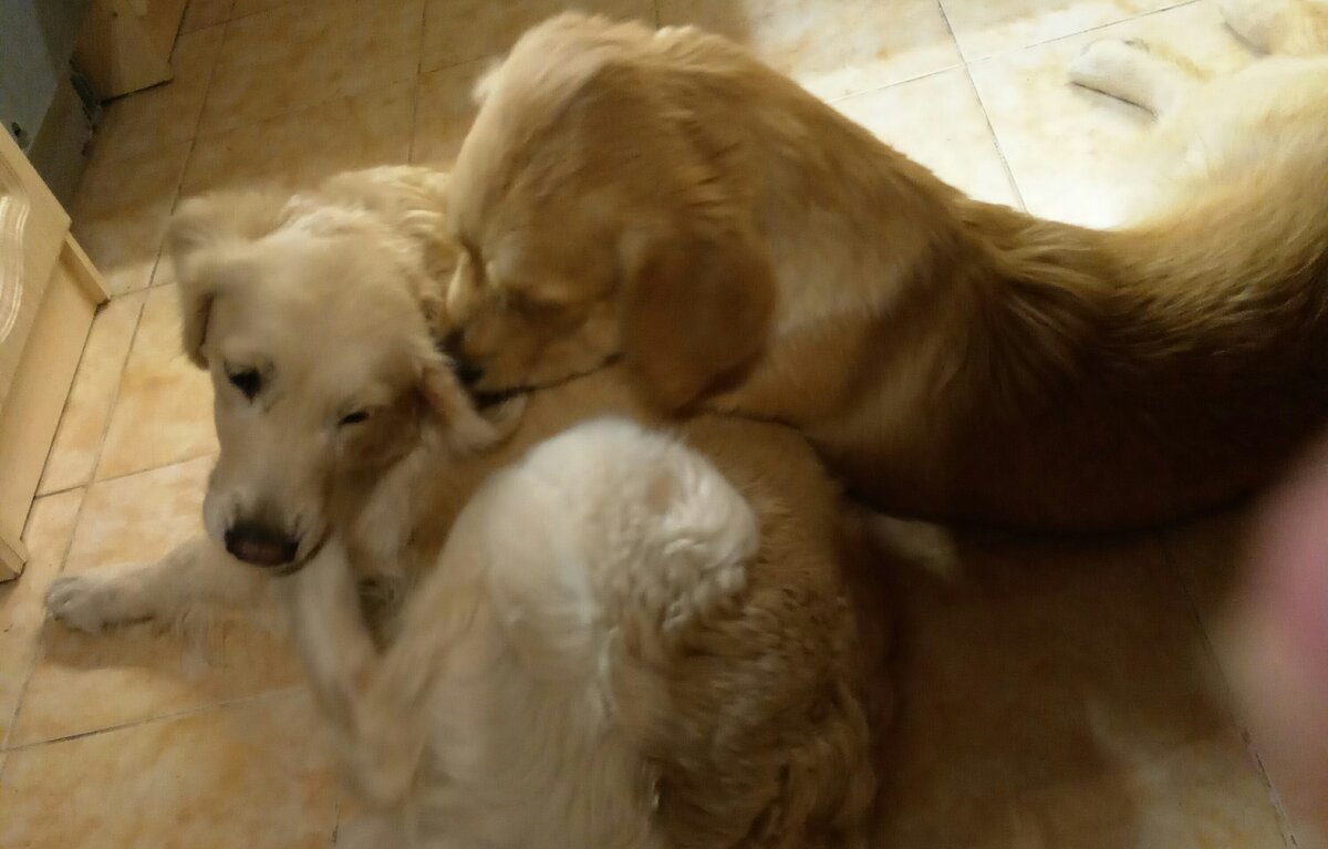 Любовь двух подружек подпитывпется вкусными Мийкиными ушами