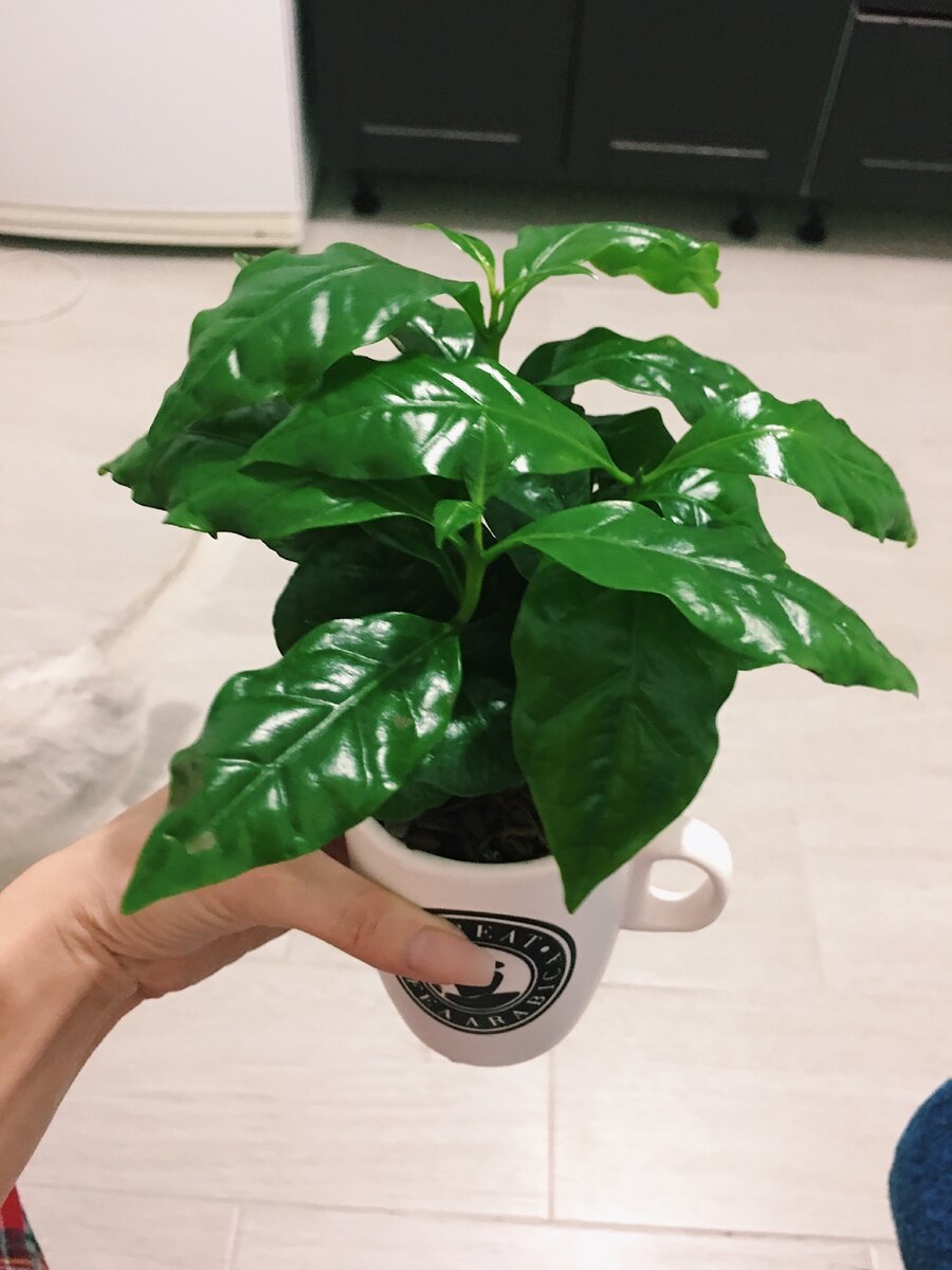 Тут 17 ростков, которым очень тесно.