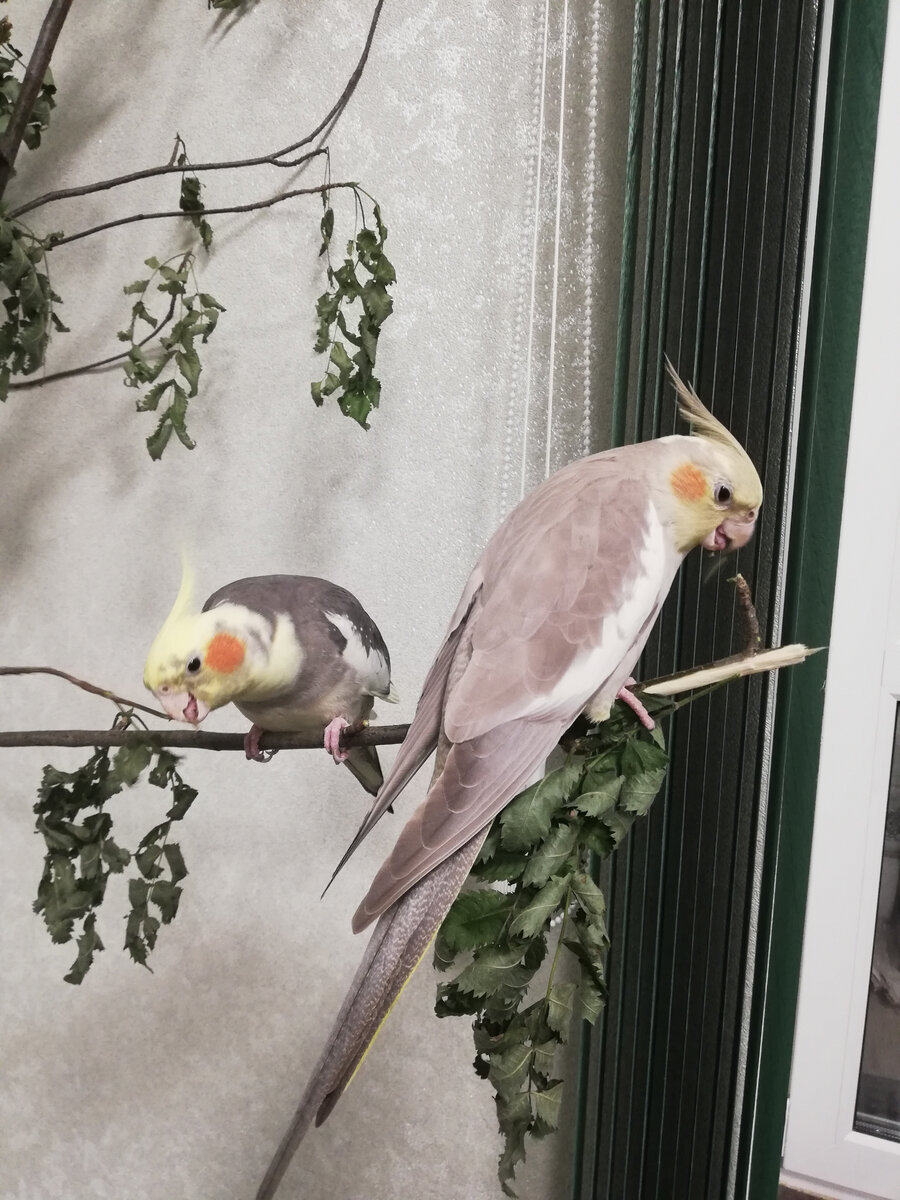 Пикси и Пепси дорвались. Фото автора.