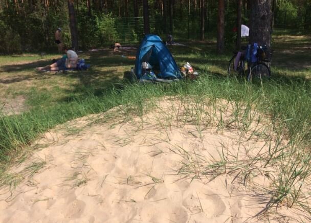 В тенечке под соснами. Фото автора