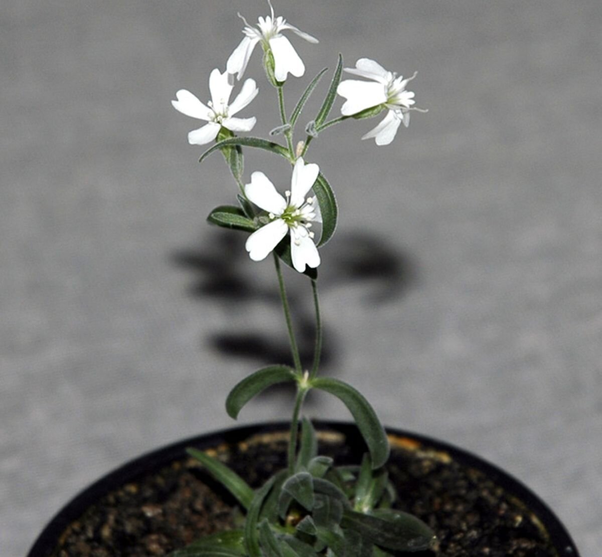 Age plant. Silene solenantha. Смолевка Енисейская. Смолевка узколистная. Смолевка узколистная выращена из древних.