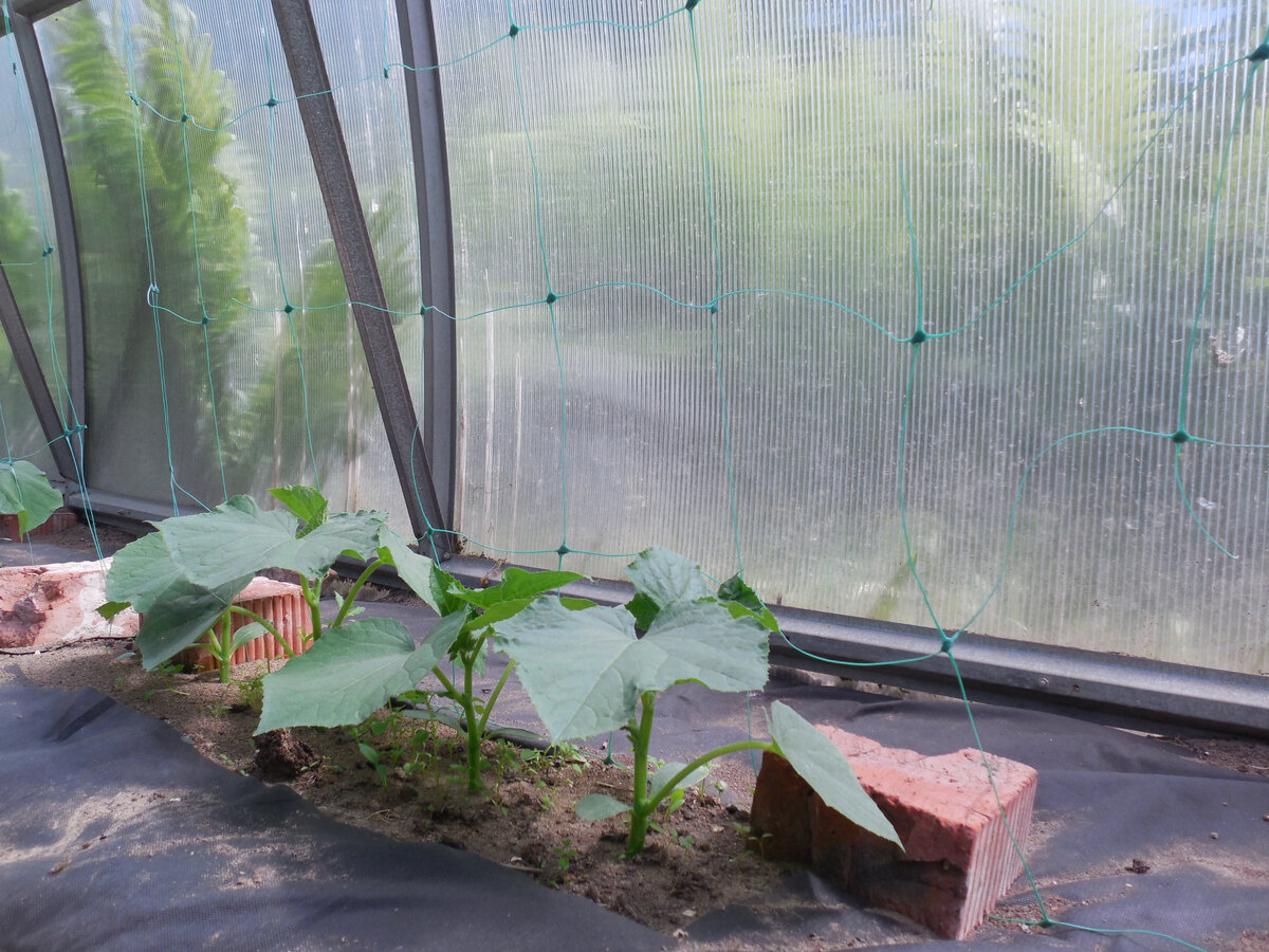 Вроде бы всё благополучно. Но...