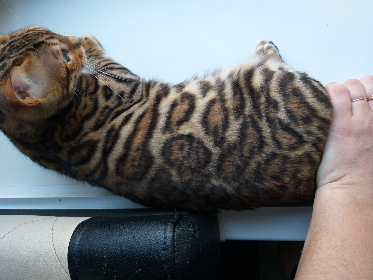 Бенгальская кошка
