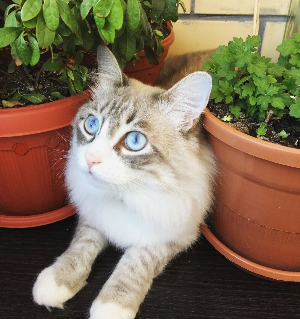 Мой маленький зелёный сад - обожаю пошуршать листочками.