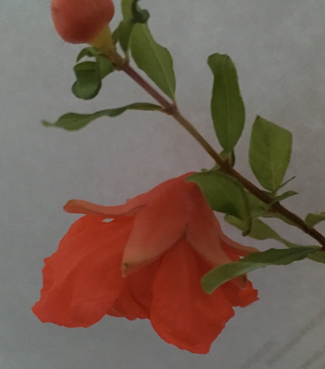 Цветок карликового граната.